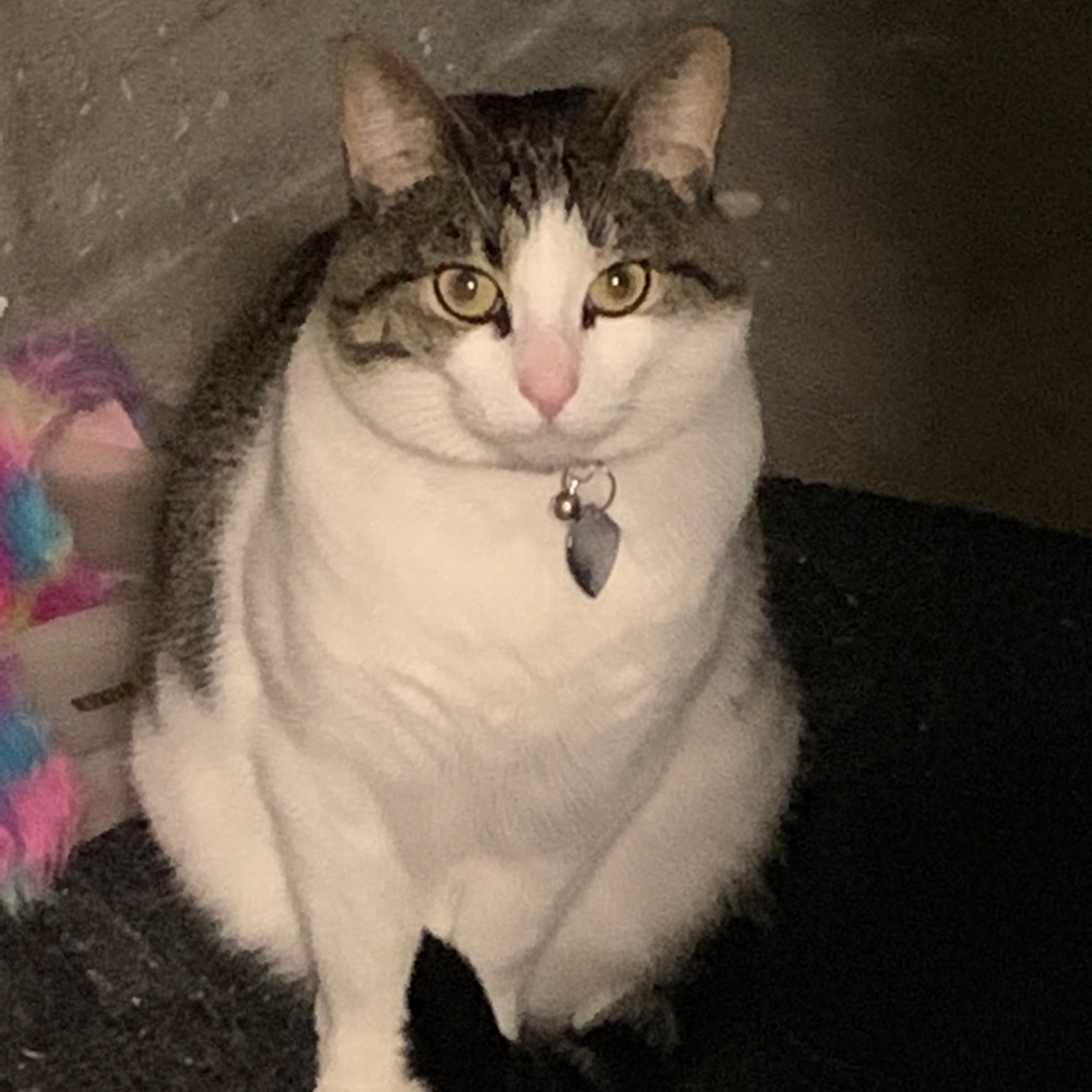 Meet your Posher, Carmen